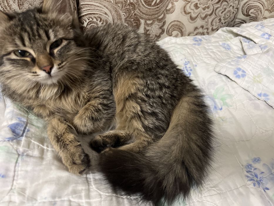 Бесплатно в добрые руки!