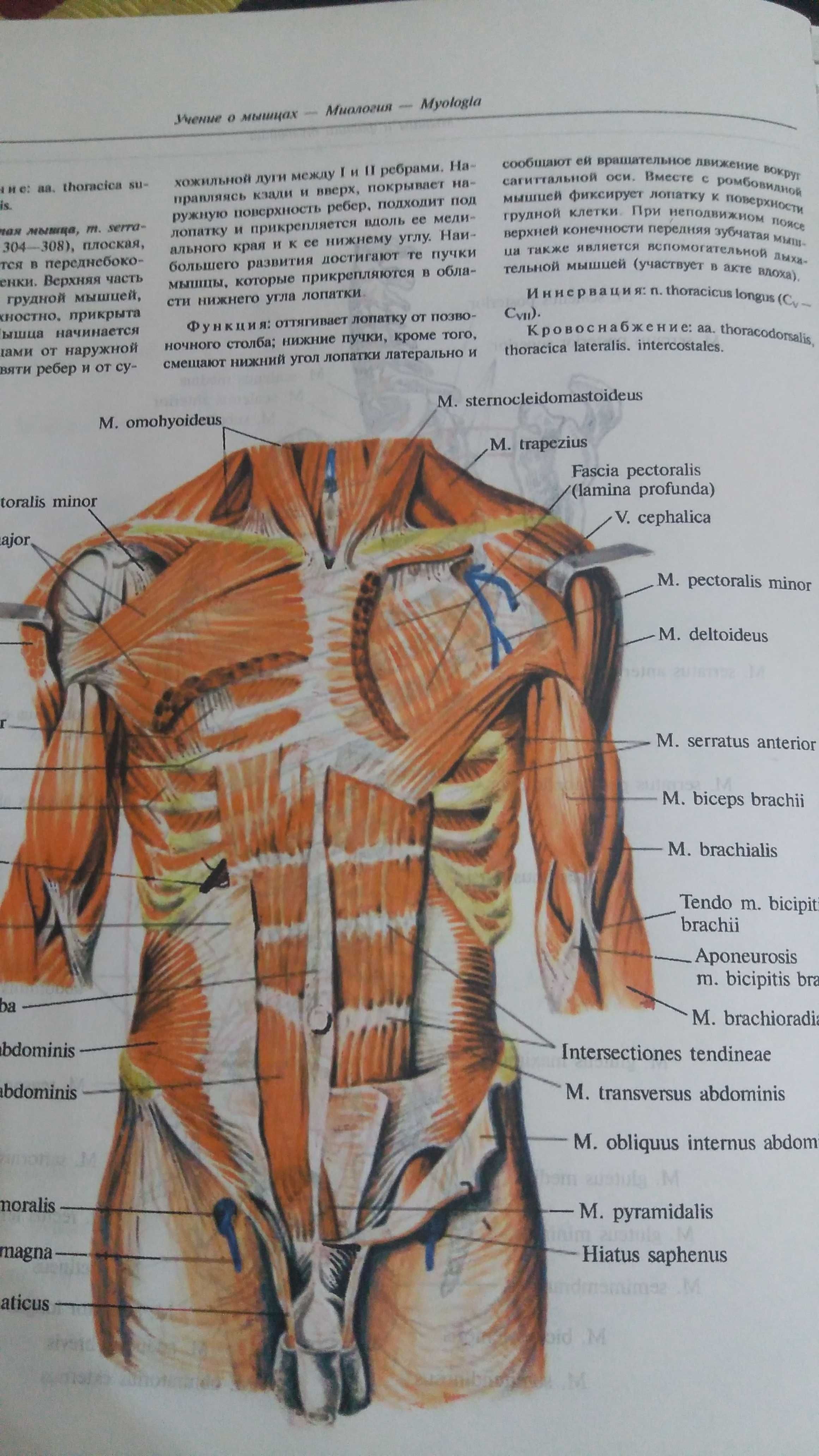 Мышцы живота Синельников атлас