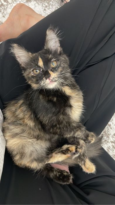 Котенок в добрые руки