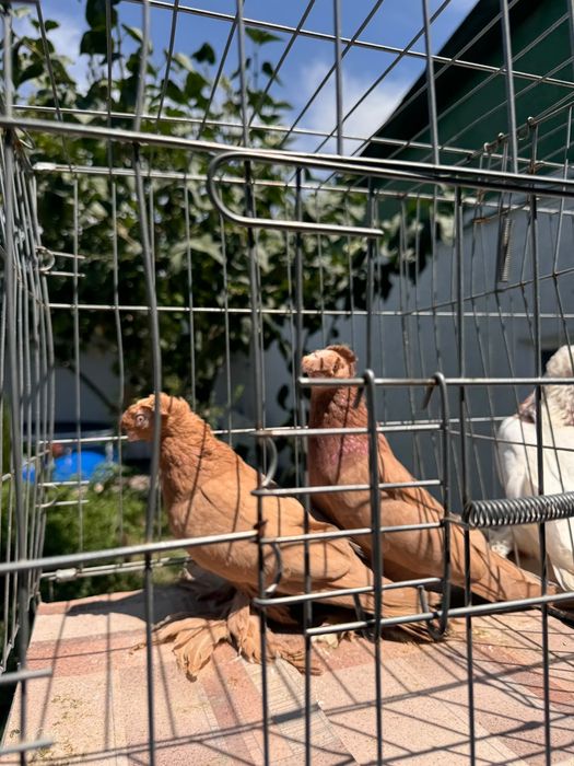 Тараз продам голуби
