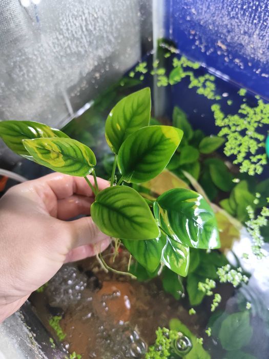 Аквариумное растение Анубиас