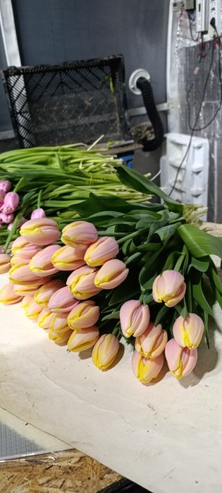 Тюльпаны на 8 марта оптом