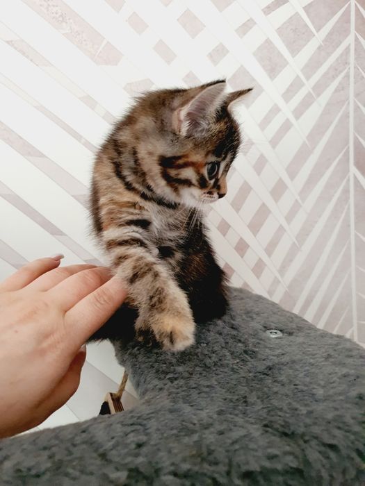 Отдам в добрые руки