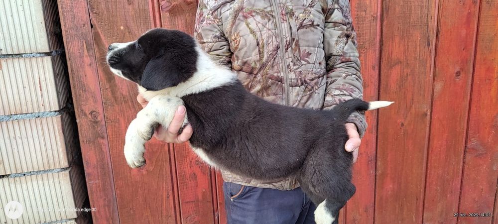 Vând pui de Asia centrala