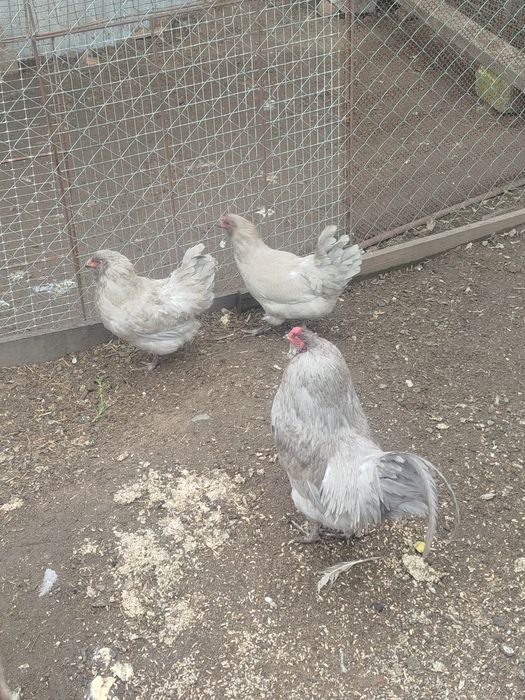 Амераукана лаванда