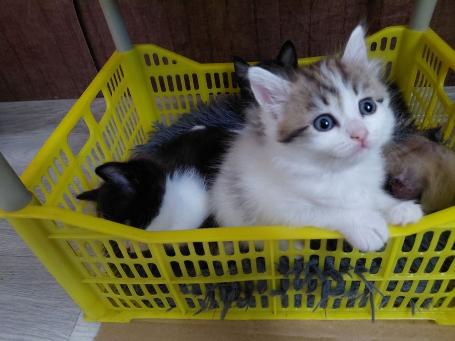 Котята в добрые и ответственные руки