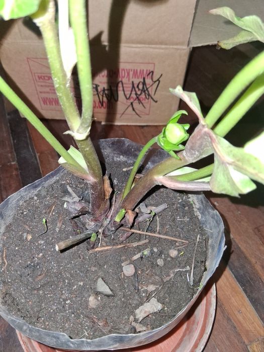 Морозник. В цвету. Белый махровый.