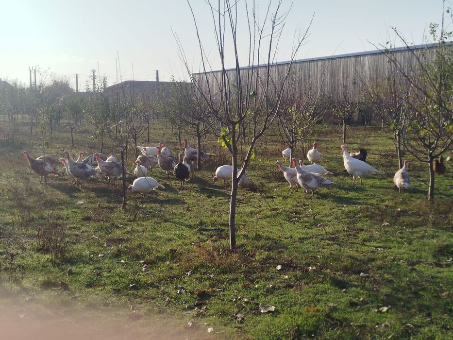 Curci și curcani de vânzare