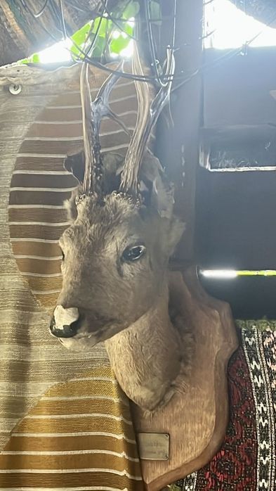 Cap de caprioara impaiat