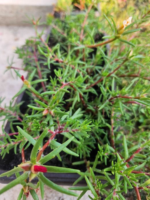 Цветя за градина и саксия