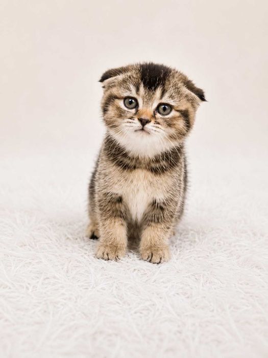 Шотландские вислоухие котята (Scottish Fold)