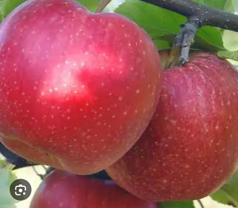 Саженцы привытие, яблоко, груша, абрикос, слива