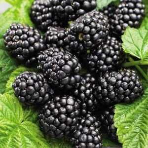 Mur, aronia, agris, zmeur, afin, lonicera si stoloni de capsuni!