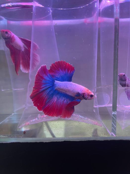 Baliq magazing assartiment kotta