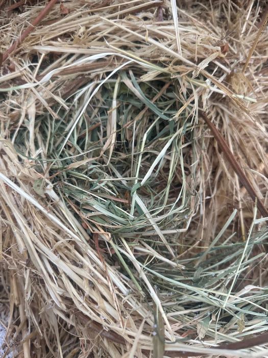 Продам сено срочно