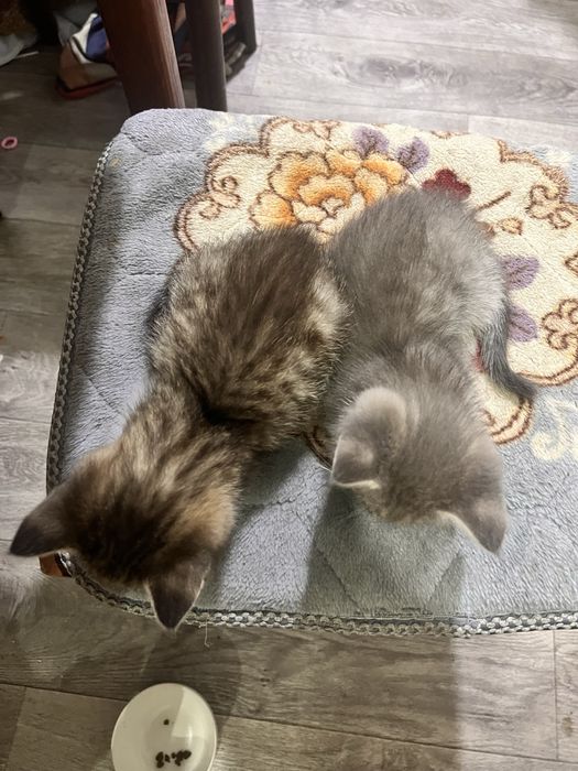 Котята в добрые руки!