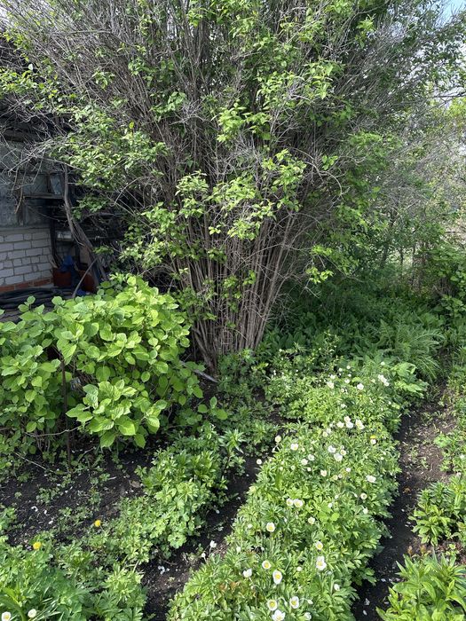 Продам дачный участок