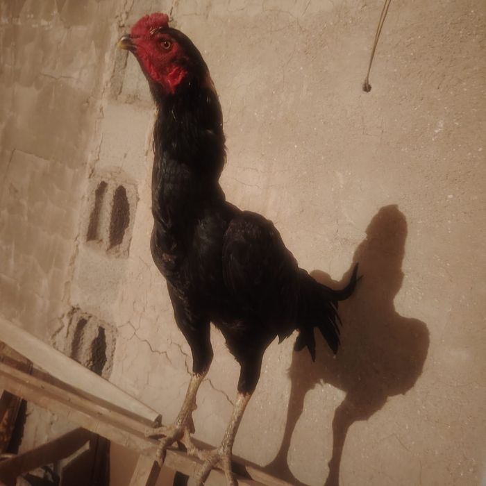 Тауық қораз сатылады