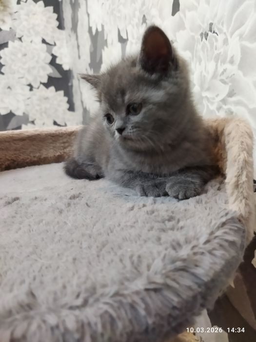 Продается шотландский котёнок Скотиш страйт