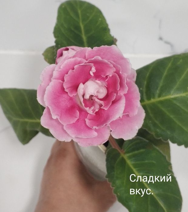 Цветущие глоксинии.