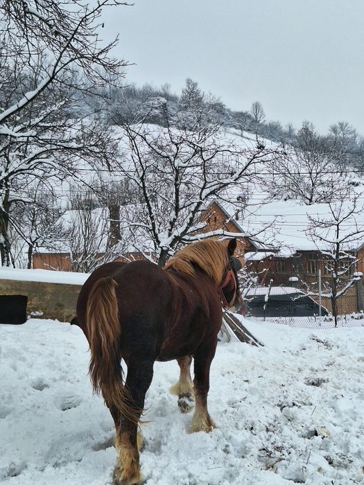 Armăsarii Ardenezii pentru reproductie