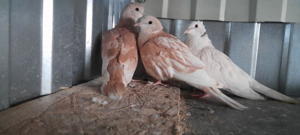 Vind papagali maturi