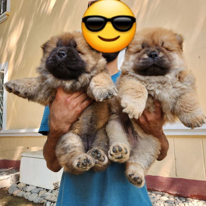 Продаются щенки Чау-чау.  Есть мальчик и девочки. Папа клубный
