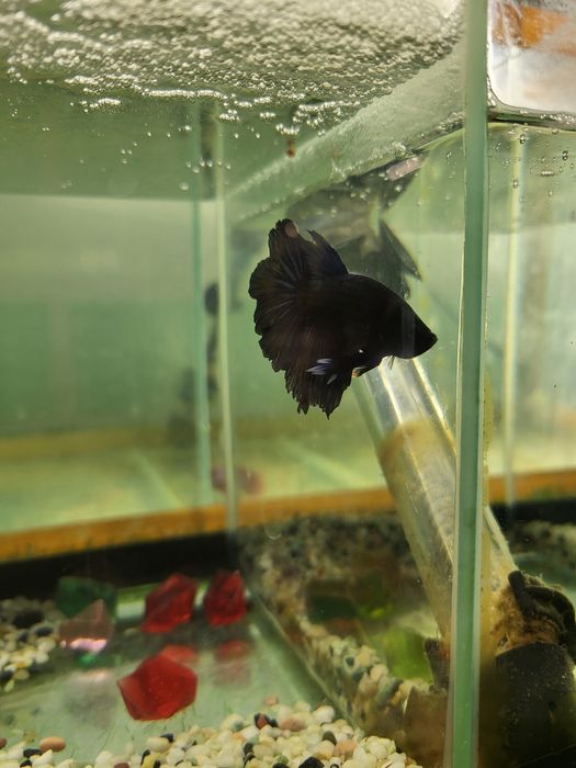 Аквариумные рыбки Петушки