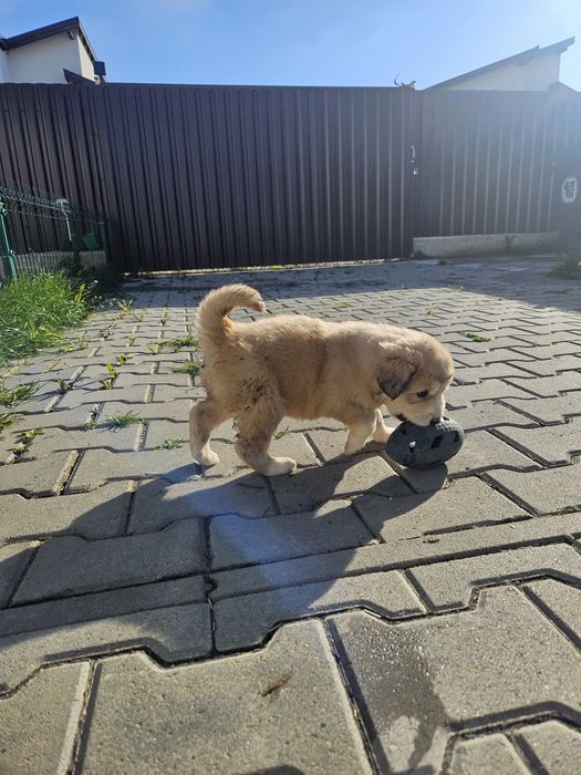 Adoptie com.Halchiu-Brasov
