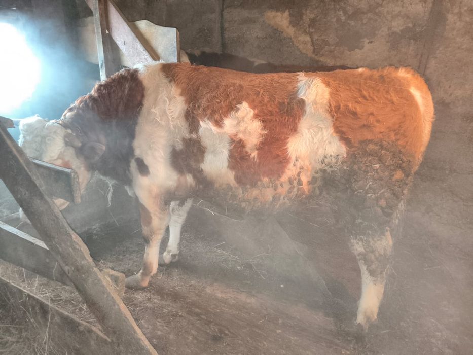 Продам 2-х быков.