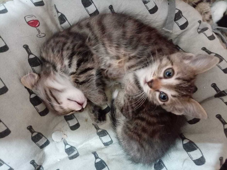 Отдам бесплатно котята