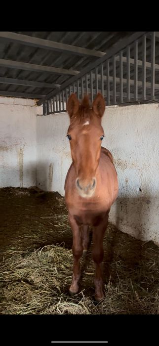 Продам Молодых Кабыл