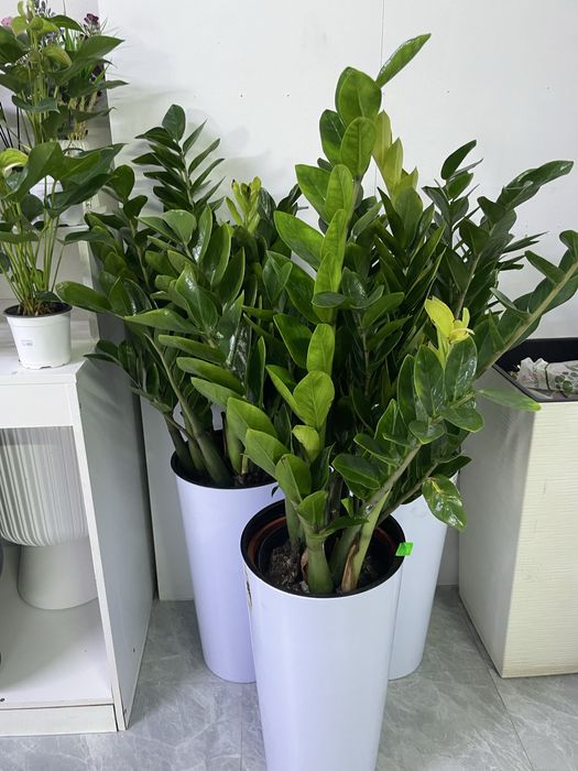 Долларовое дерево