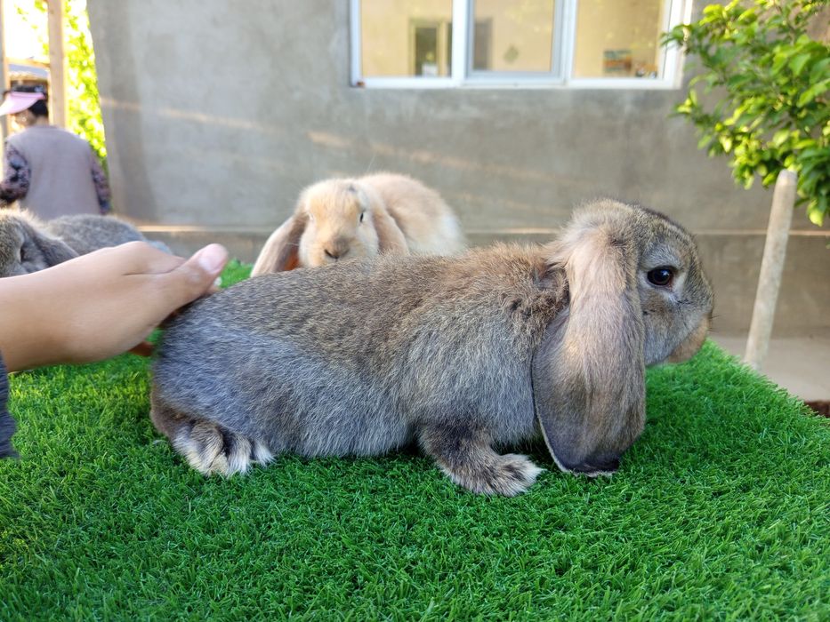 Кролик Французский баран