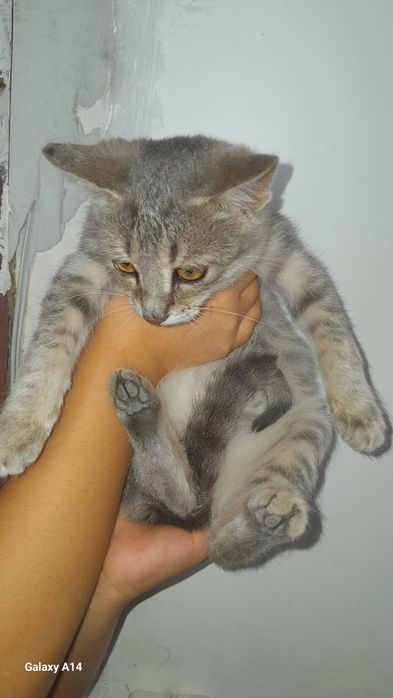 Отдам кошек бесплатно