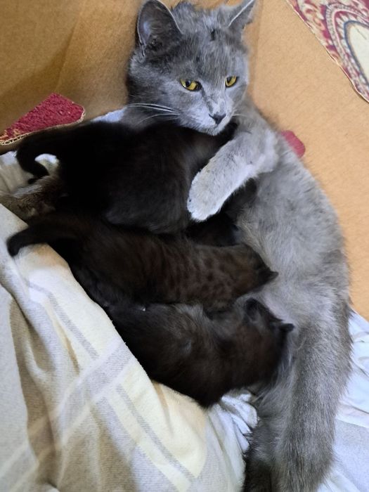 Juda ham aqilli mushuk