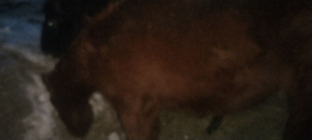 Продам лошадей кобыл