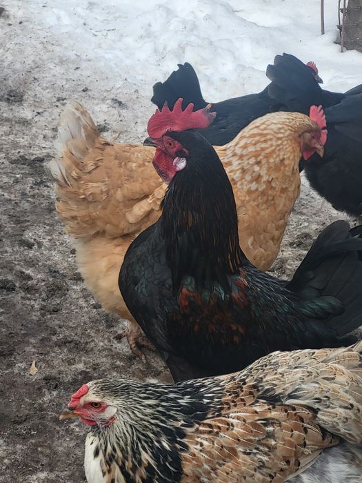 Продам молодых петушков