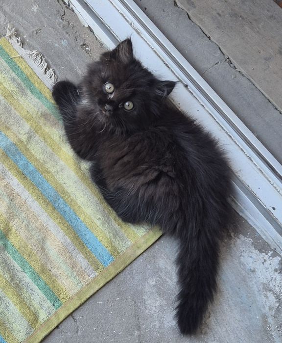 Котенок .отдам в добрые руки