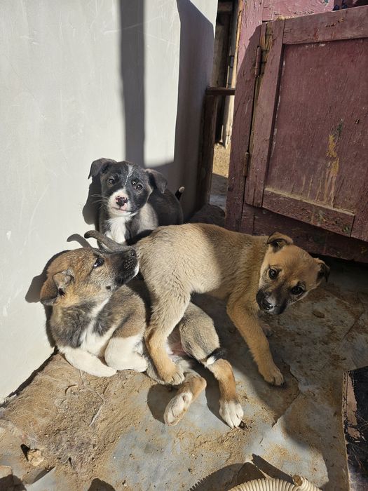 Кушиклер ди бесплатно берип жиберемиз