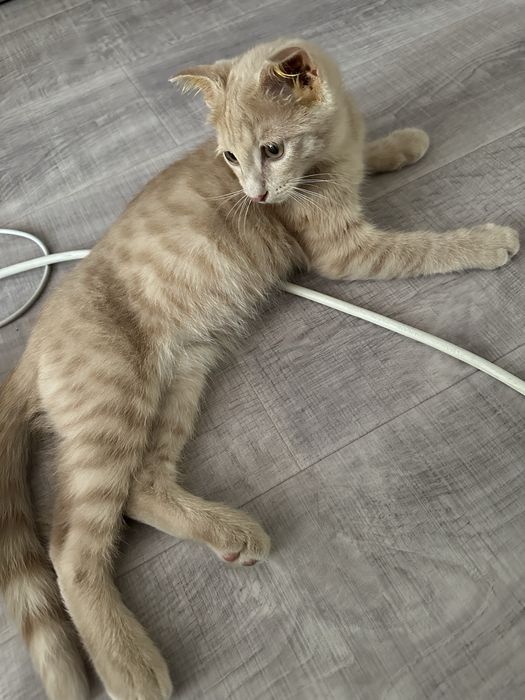 Котенок в добрые руки