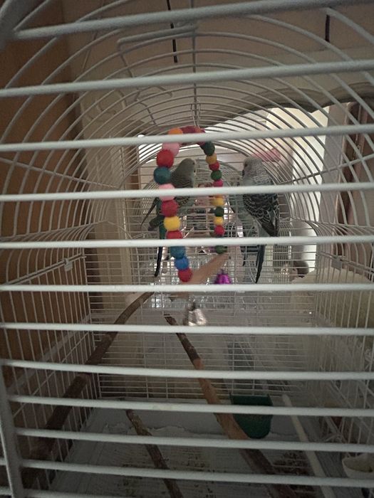 Волнистые попугаи