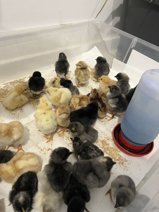 Vand pui de 1 zi dar si de 7 zilede la gaini Curcubeu