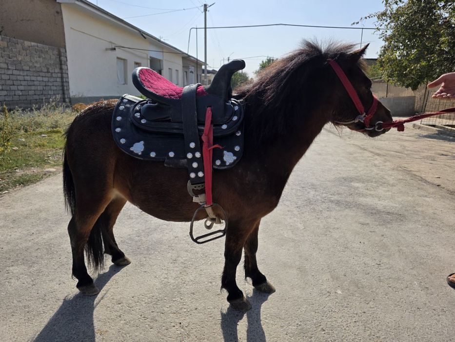 Poni srochna sotilad