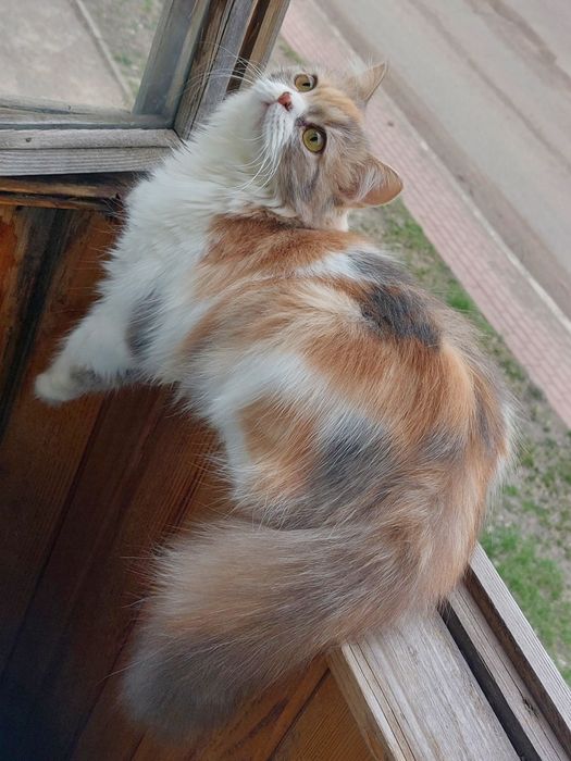 Продам кошку британка длиношерстная