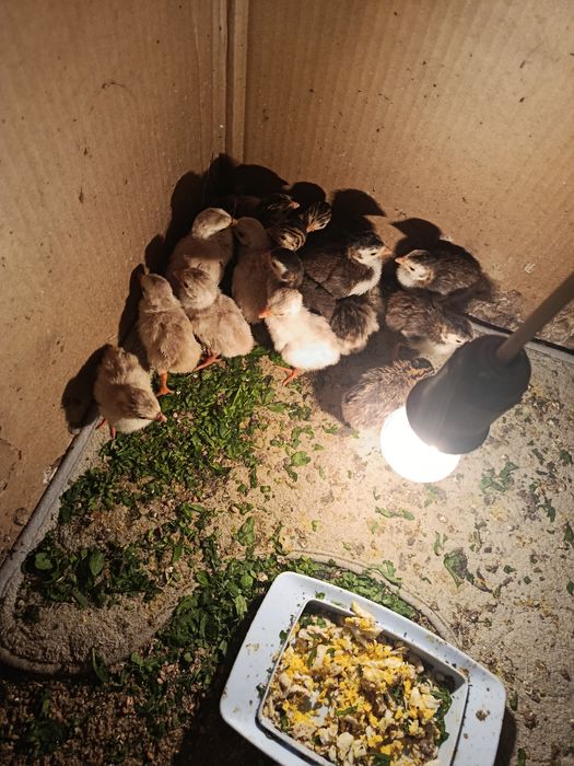 Продам цесарят миксы