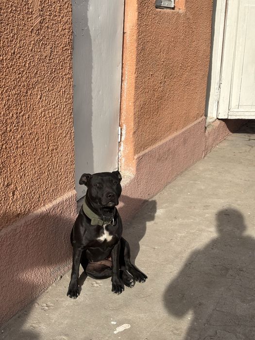 Элитные щенки питбуля — бронь открыта!