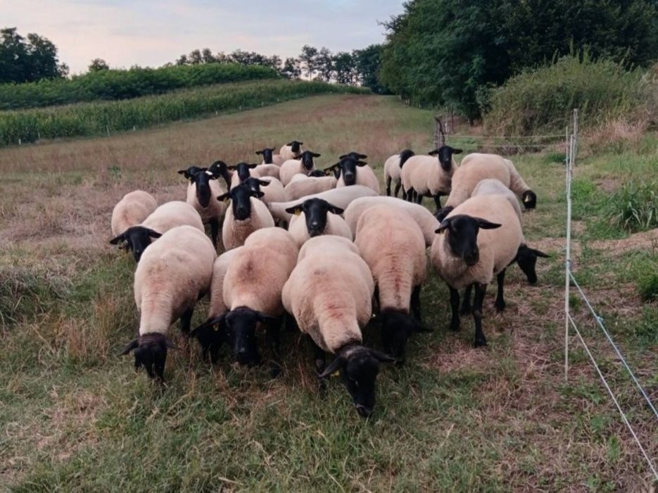 Oi suffolk cu pedigree oferta !