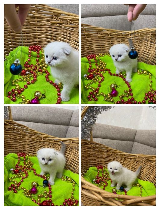 Продам котят шотландские
