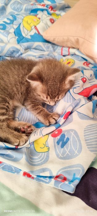 Котенок даром. Бесплатно.